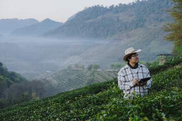 The owner of a world-class tea plantation inspects the quality and growth of tea leaves on his...