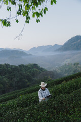 The owner of a world-class tea plantation inspects the quality and growth of tea leaves on his...