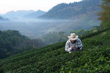 The owner of a world-class tea plantation inspects the quality and growth of tea leaves on his...