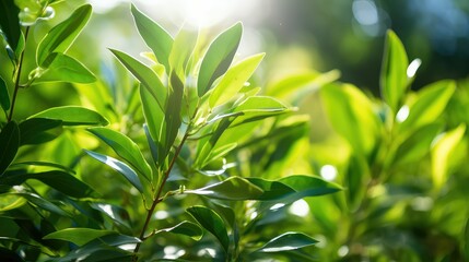 Obraz premium garden tea tree leaves