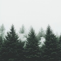 Misty Green Forest With Fog Enveloping Coniferous Trees