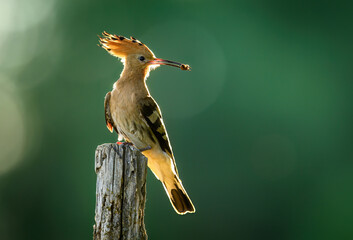 Eurasian hoopoe bird in early morning light ( Upupa epops )