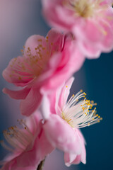 桃の花