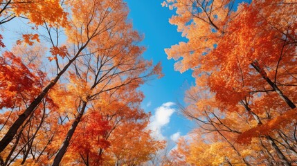 Fototapeta premium leaves trees with blue sky