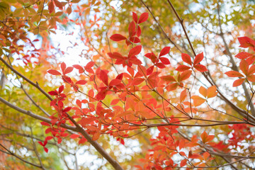 ドウダンツツジの紅葉