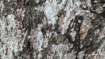 rind of the tree in natural , tree skin 2