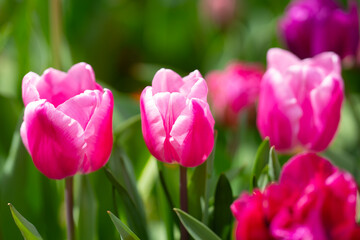 Blossom spring flowers tulips. Spring background for Easter or Valentines Day. Beautiful bouquet of tulips in spring with blurred background. Spring design.