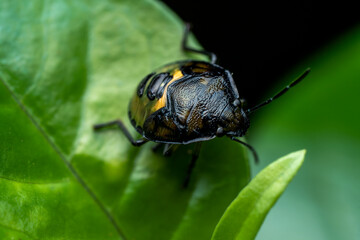 Green vegetable bug in macro detail on a green leaf