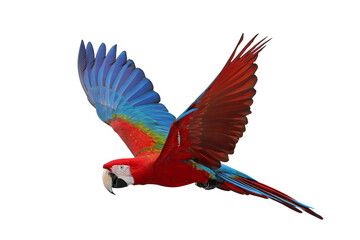 Colorful flying Green Wing Macaw parrot isolated on transparent background png file