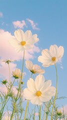 Gentle breeze blowing through white cosmos flowers open field nature bright sky low angle serenity