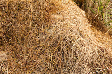 Full frame of straw, textured background of dry straw in an agricultural field, natural background of dry straw in a rice field