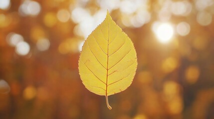 Obraz premium Golden leaf, autumn sun, bokeh background, nature photography