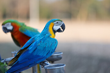 A vibrant blue-and-yellow macaw perches on a metal stand, showcasing its striking plumage.