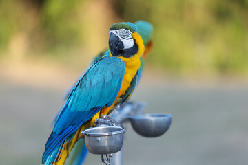 A stunning blue-and-yellow macaw perches on a metal stand, showcasing its vibrant plumage. Its sharp beak and piercing eyes make it a captivating sight against the blurred green background
