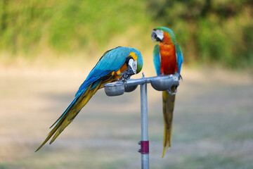 Two vibrant macaws perch on a metal stand, one bending down to eat while the other observes. 