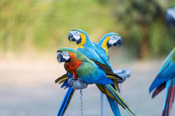 A group of blue-and-yellow macaws perched on metal stands, their vibrant feathers contrasting beautifully against the blurred green background. Their sharp beaks and expressive eyes capture attention.