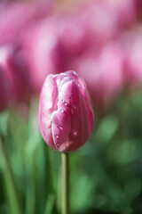 Pink tulip blooming at ornamental garden in spring time
