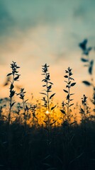 Silhouette of Tall Plants in a Field at Sunset