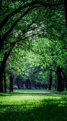Fototapeta premium Sunlit Green Forest Path