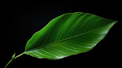 Obraz premium contrast green leaf isolated