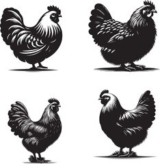 Silhouette of Buffy Hen isolated on white background