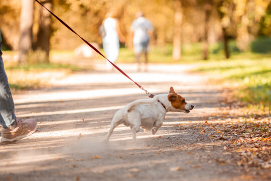 Jack russel terrier pulling leash to another dog in autumn park. Dog breaks free to run on walk. Animal obedience training.  Selective focus.
