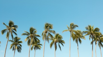 Obraz premium sky green palm trees