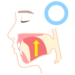 正しいミューイングの方法　適正な舌の位置と誤った舌の位置 © koti