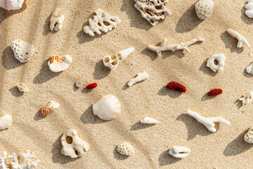 Assorted Seashells and corals on Beige Beach Sand and palm leaf shadow, nature flat lay from shells and coral pieces on natural sandy background, minimal creative pattern, neutral tones, above view