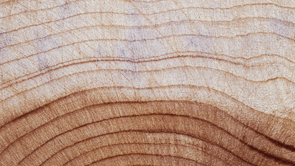 Close Up of Wooden Tree Rings with Natural Texture, Banner with tree rings at natural growth...