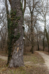 dead tree with bracket fungi in winter forest