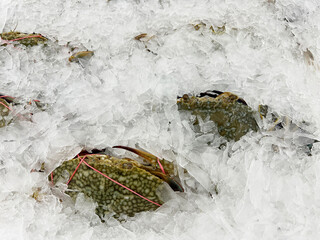 frozen crab in the ice.