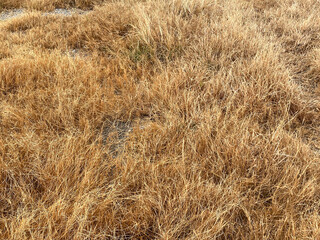 dry grass in the field