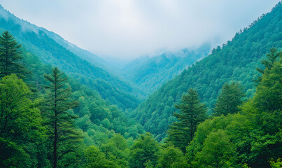 Obraz premium Serene misty mountain valley landscape; lush green forests, dense trees, tranquil atmosphere, breathtaking view, nature scenery.