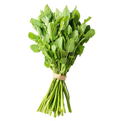 Fresh Green Mint Bunch Isolated on White Background