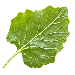 Closeup of Fresh Green Radish Leaf on White Background