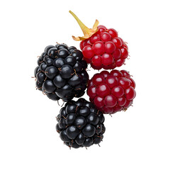 Fresh Juicy Mulberry Cluster with Ripe and Unripe Berries on White Background