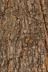 Obraz premium bark of a tree close up