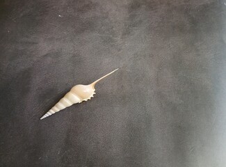 Single Seashell on Dark Background