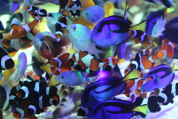 Abstract tropical fish in aquarium background