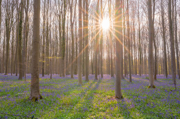 Sonnen schein auf die wilden Hyazinthen im Hallerbos