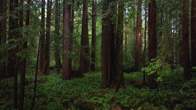 Redwoods forest mist fog rain aerial drone California Redwood National and State Parks USAL Beach giant sequoia tallest tree dense green foliage Lost Coast Trail nature landscape left motion