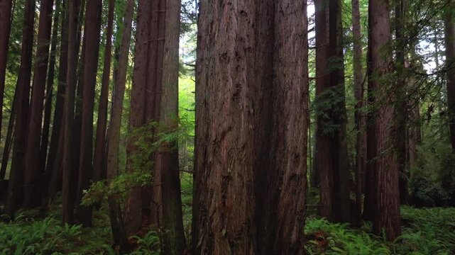 Look up Redwoods forest mist fog rain aerial drone California Redwood National and State Parks USAL Beach giant sequoia tallest tree dense green foliage Lost Coast Trail nature landscape pan up motion
