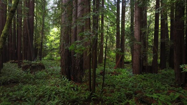 Redwood National and State Parks Redwoods forest mist fog rain aerial drone California giant sequoia tallest tree dense green foliage Lost Coast Trail Newport nature landscape USAL Beach left motion