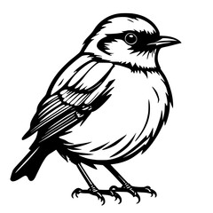 Fototapeta premium illustration of cartoon bird on white background.