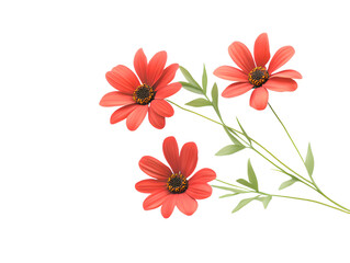 A red daisy isolated on a transparent background.