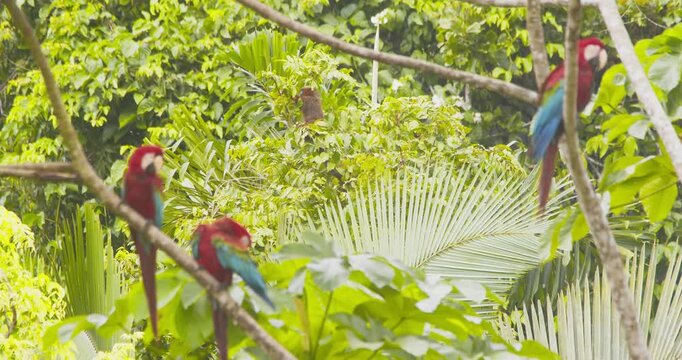 Shifting focus from Preening Green winged Macaws in foreground to active Dusky titi monkeys feeding in the background in the Peru Rainforest