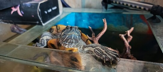 The turtle climbs in the aquarium 