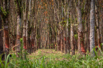 In the summer, the leaves in rubber trees will start to change from green to orange, which is the time to stop tapping rubber,  in Pathio District, Chumphon 