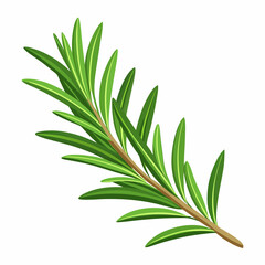Obraz premium sprig of rosemary